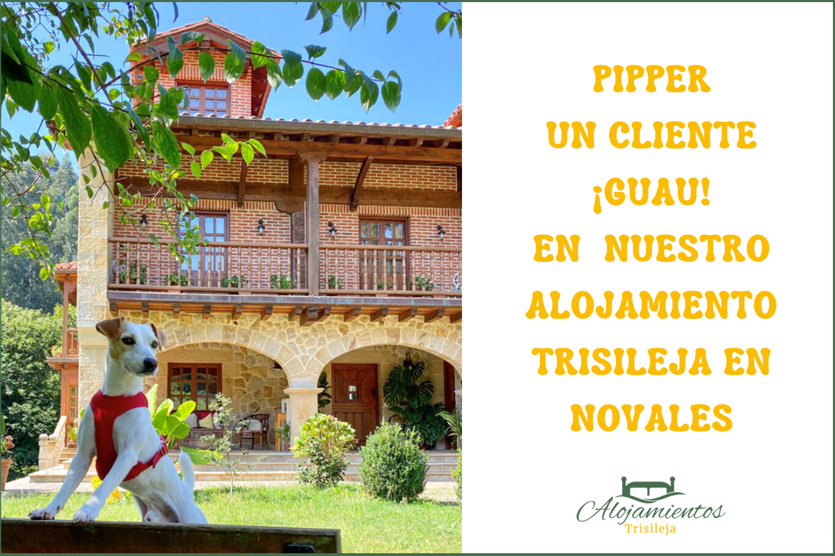 Pipper en el Alojamiento de Trisileja en Novales